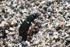 Anisodactylus binotatus
