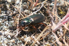 Anisodactylus binotatus