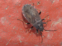 Pyrrhocoris