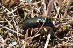 Anisodactylus binotatus