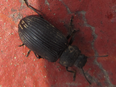 Heterotarsus carinula