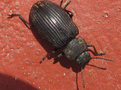 Heterotarsus carinula