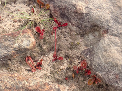 Drosera praefolia