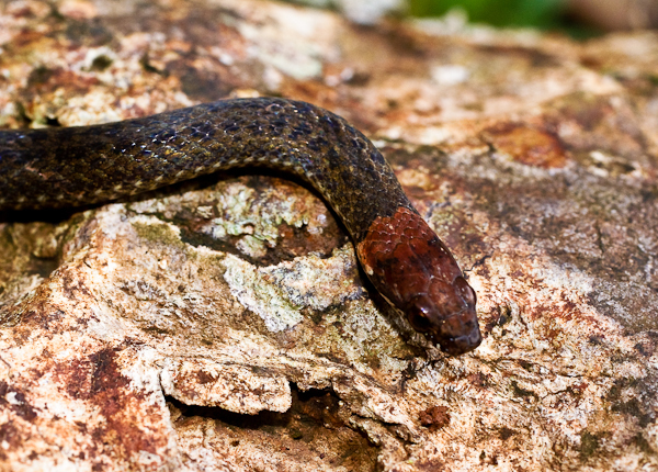Urotheca