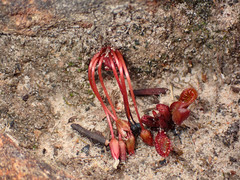 Drosera praefolia
