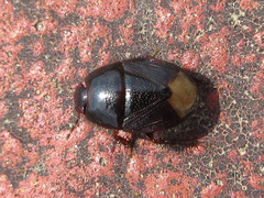 Microporus nigrita