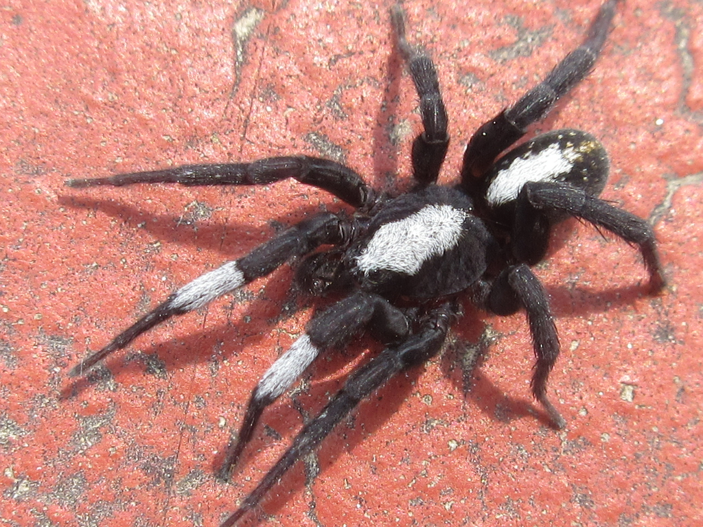 Arctosa ipsa