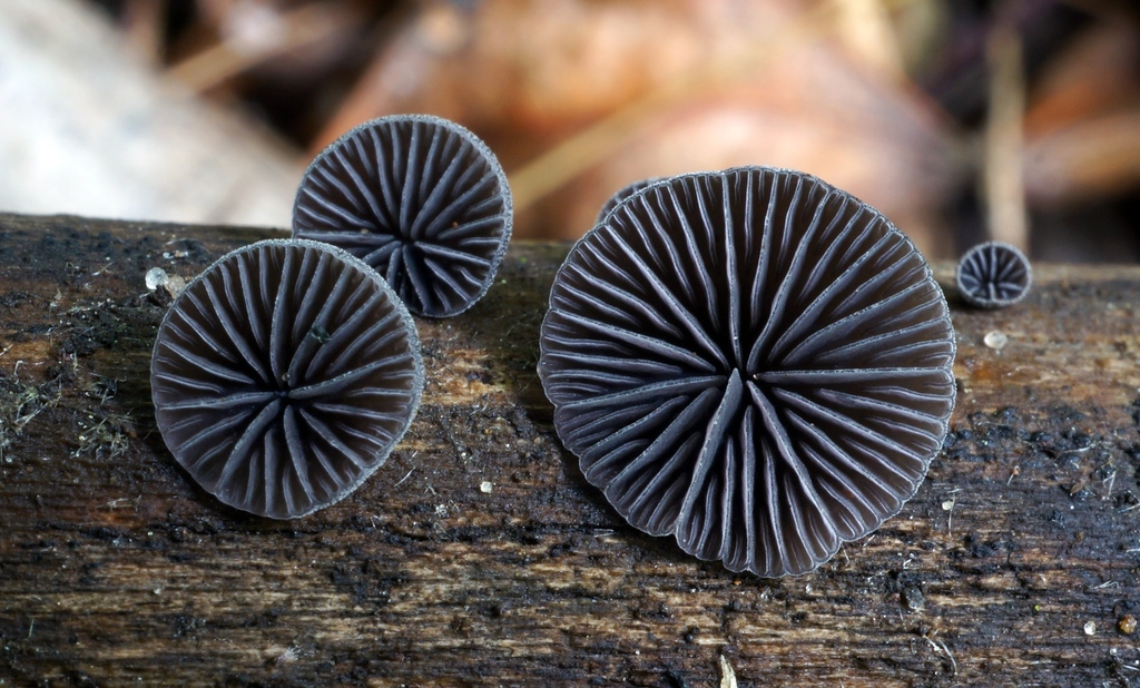 Resupinataceae