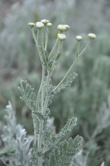 Tanacetum achilleifolium