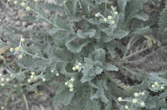 Tanacetum achilleifolium
