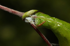 Phyllaphis fagi
