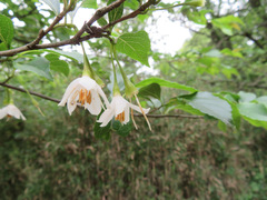 Styrax japonicus