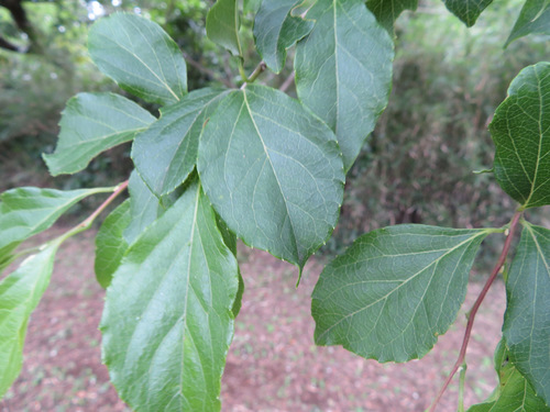Styrax japonicus