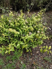 Ruscus hypophyllum