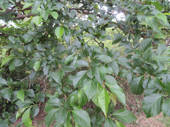 Styrax japonicus
