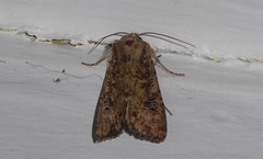 Ichneutica morosa