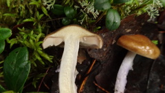 Cortinarius stillatitius