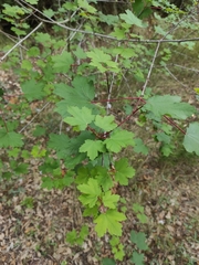 Acer granatense