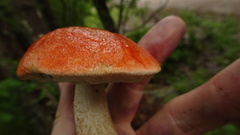 Leccinum albostipitatum