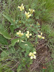 Scutellaria caucasica