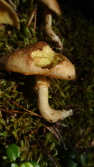 Suillus flavidus