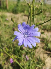 Cichorium intybus