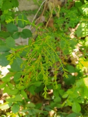 Hypericum perforatum