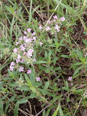 Thymus dimorphus