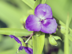 Tradescantia × andersoniana