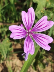 Malva sylvestris