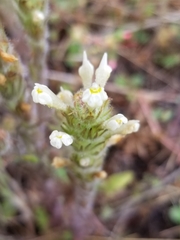 Castilleja tenuis