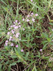Thymus dimorphus