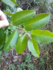 Cissus oblonga