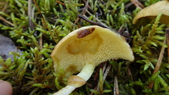 Suillus flavidus
