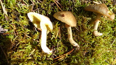 Suillus flavidus