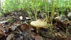 Suillus flavidus