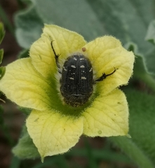 Tropinota hirta