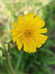 Asteraceae