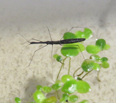 Hydrometra stagnorum