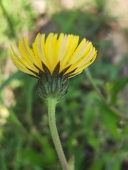Asteraceae