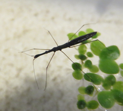 Hydrometra stagnorum