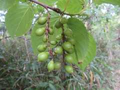 Stachyurus praecox