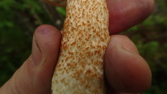 Leccinum albostipitatum