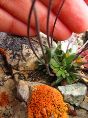 Draba cinerea