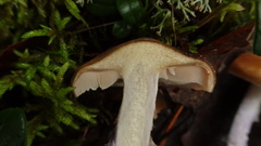 Cortinarius stillatitius