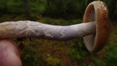 Cortinarius stillatitius