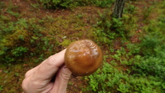 Cortinarius stillatitius
