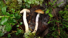 Cortinarius stillatitius
