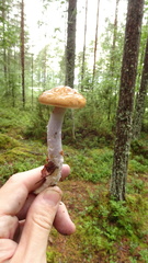 Cortinarius stillatitius