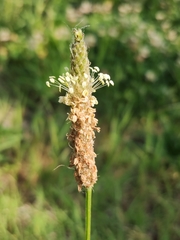 Plantago lanceolata